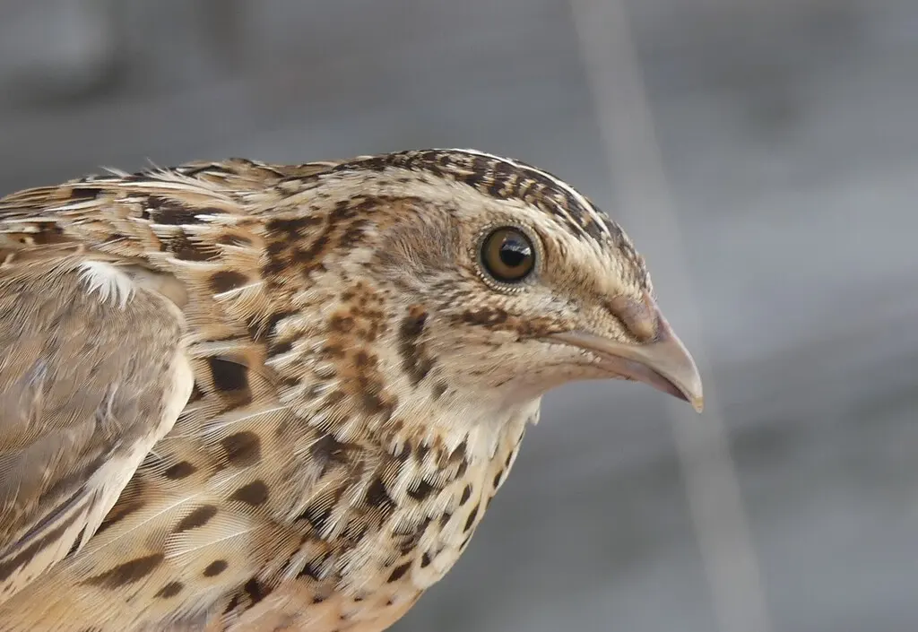 西鹌鹑(Coturnix coturnix)