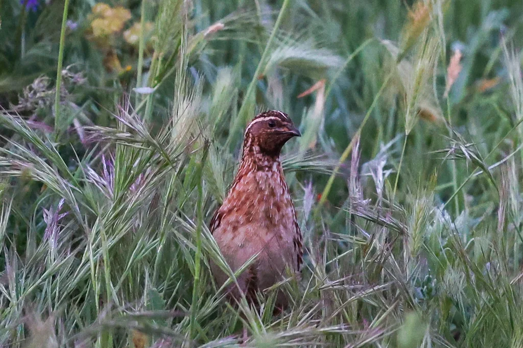 西鹌鹑(Coturnix coturnix)