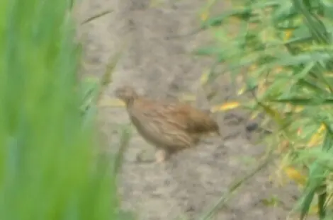 西鹌鹑(Coturnix coturnix)
