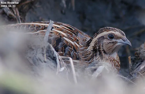鹌鹑(Coturnix japonica)