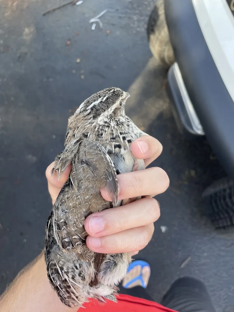 鹌鹑(Coturnix japonica)