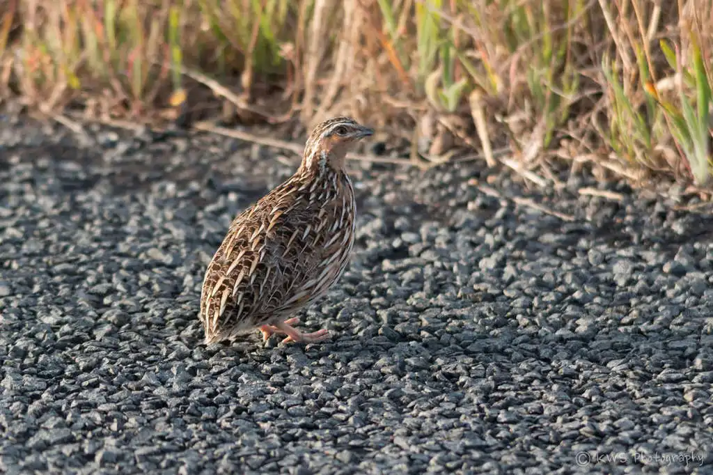 澳洲鹌鹑(Coturnix pectoralis)