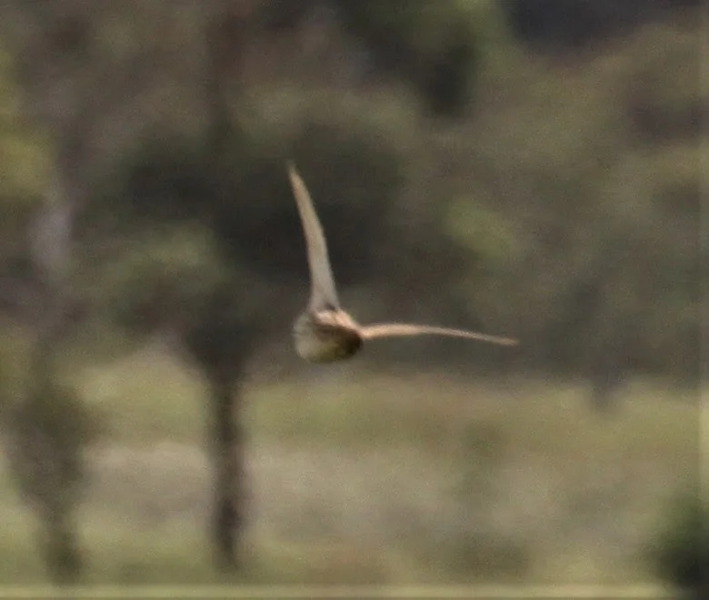 澳洲鹌鹑(Coturnix pectoralis)