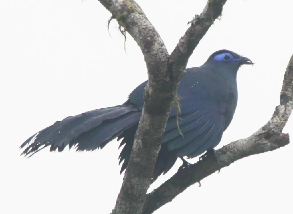 蓝马岛鹃(Coua caerulea)