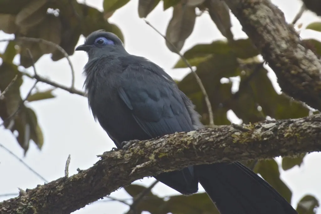 蓝马岛鹃(Coua caerulea)