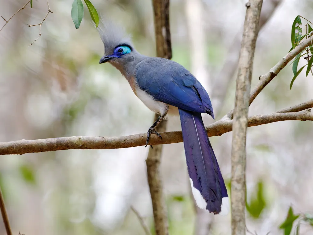 凤头马岛鹃(Coua cristata)