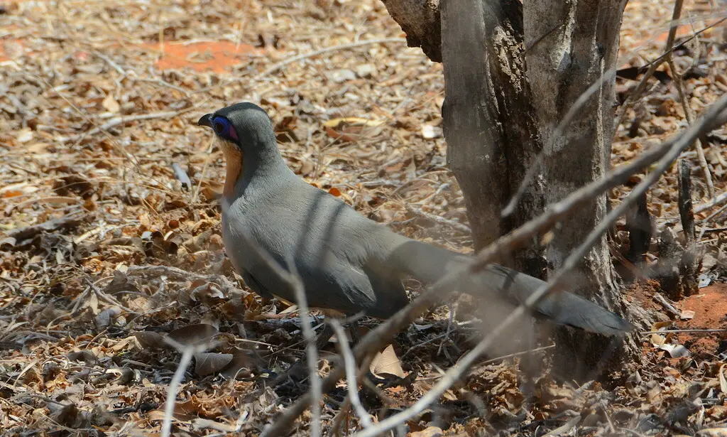 锈喉马岛鹃(Coua cursor)