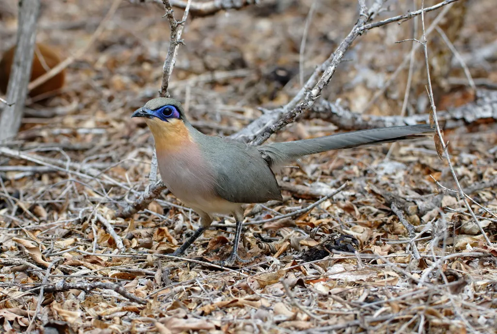 锈喉马岛鹃(Coua cursor)