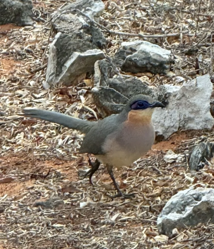 锈喉马岛鹃(Coua cursor)