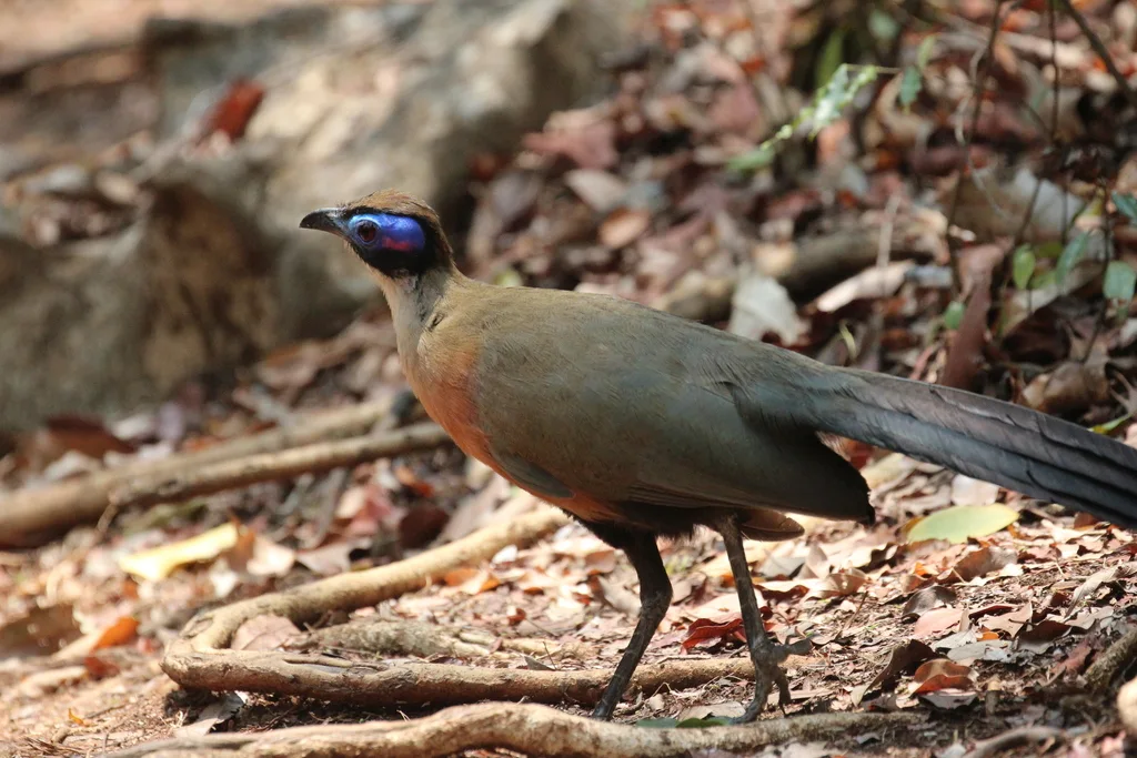 大马岛鹃(Coua gigas)