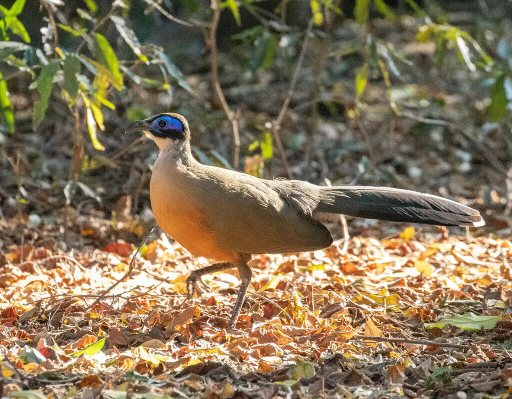大马岛鹃(Coua gigas)