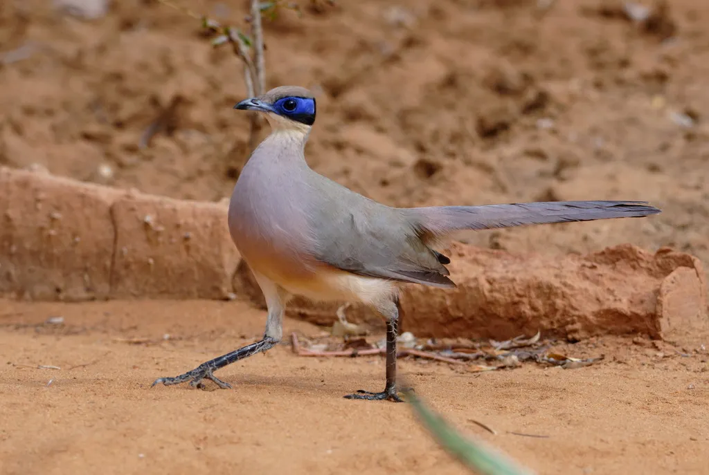 绿顶马岛鹃(Coua olivaceiceps)