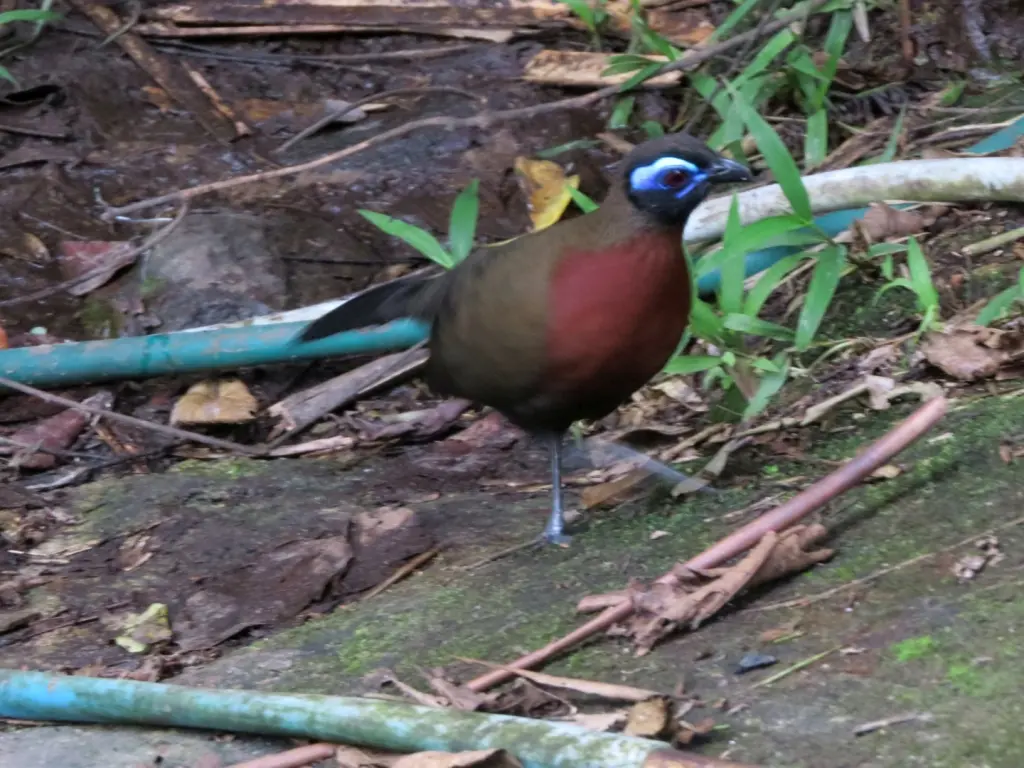 红胸马岛鹃(Coua serriana)