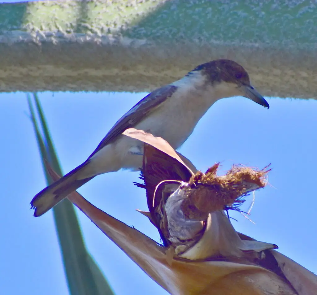 银背钟鹊（Cracticus argenteus）