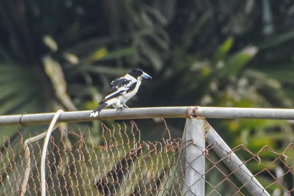 黑背钟鹊(Cracticus mentalis)