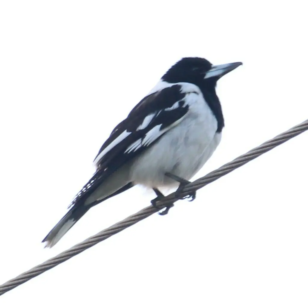 黑喉钟鹊(Cracticus nigrogularis)