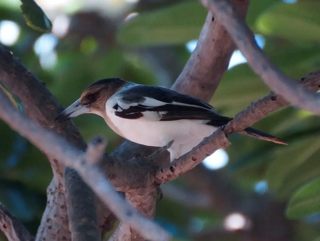 黑喉钟鹊(Cracticus nigrogularis)