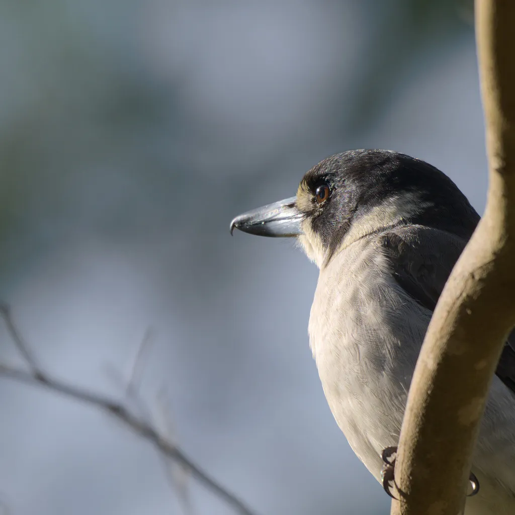 灰钟鹊(Cracticus torquatus)