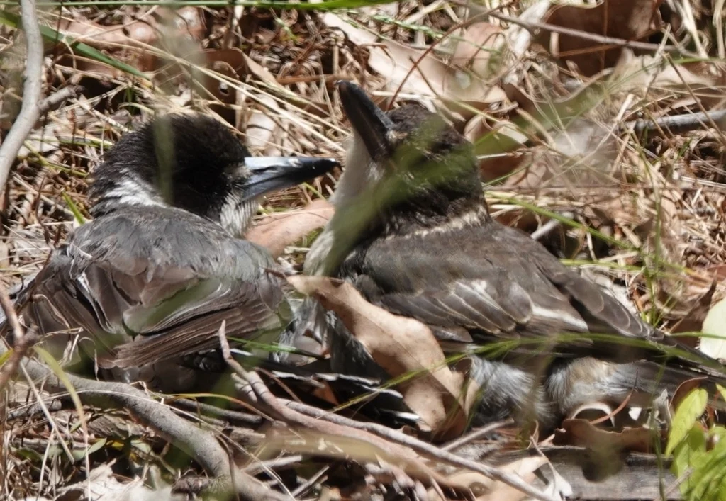 灰钟鹊(Cracticus torquatus)