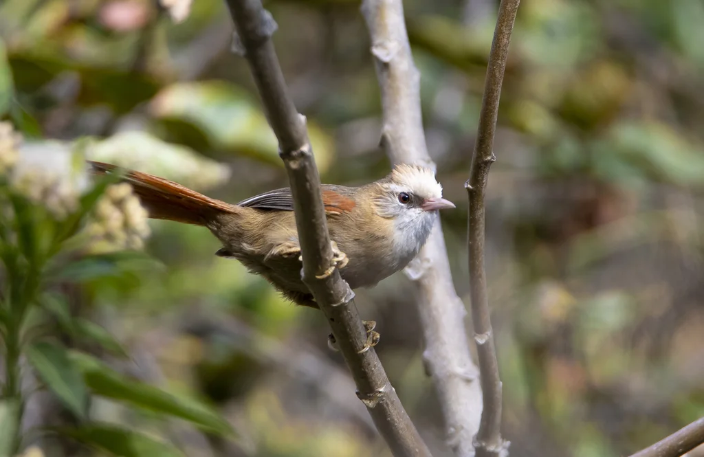 白冠针尾雀(Cranioleuca albicapilla)