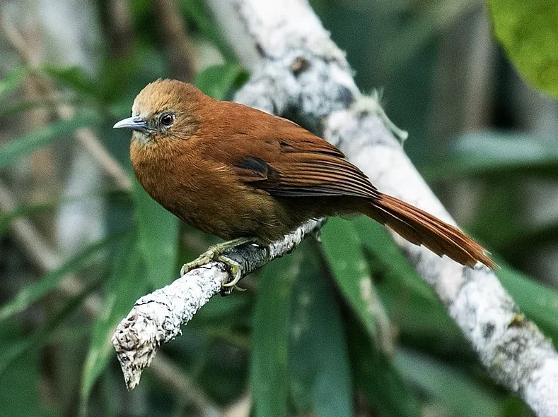 锈背软尾雀(Cranioleuca berlepschi)