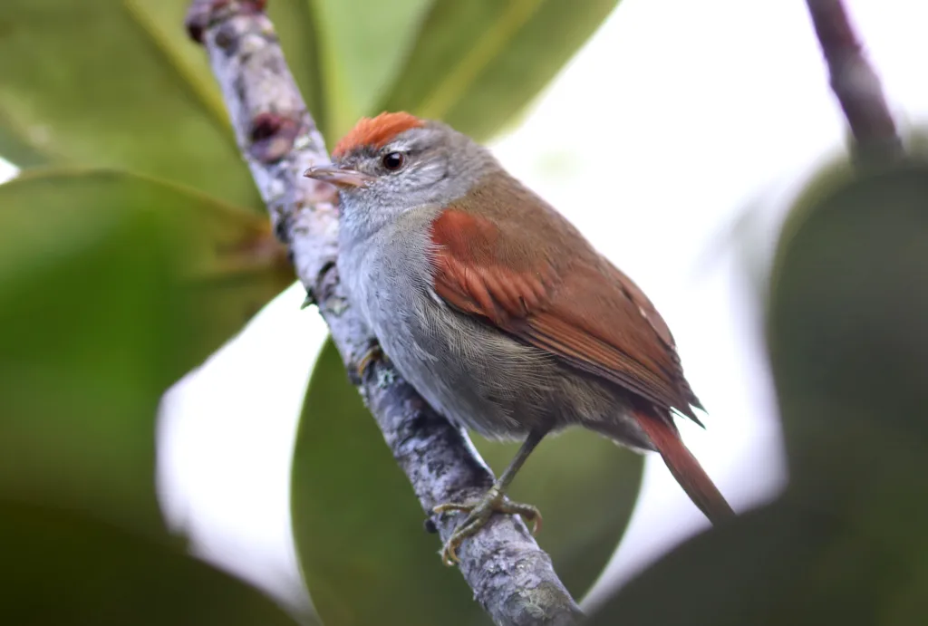 泰普针尾雀(Cranioleuca demissa)
