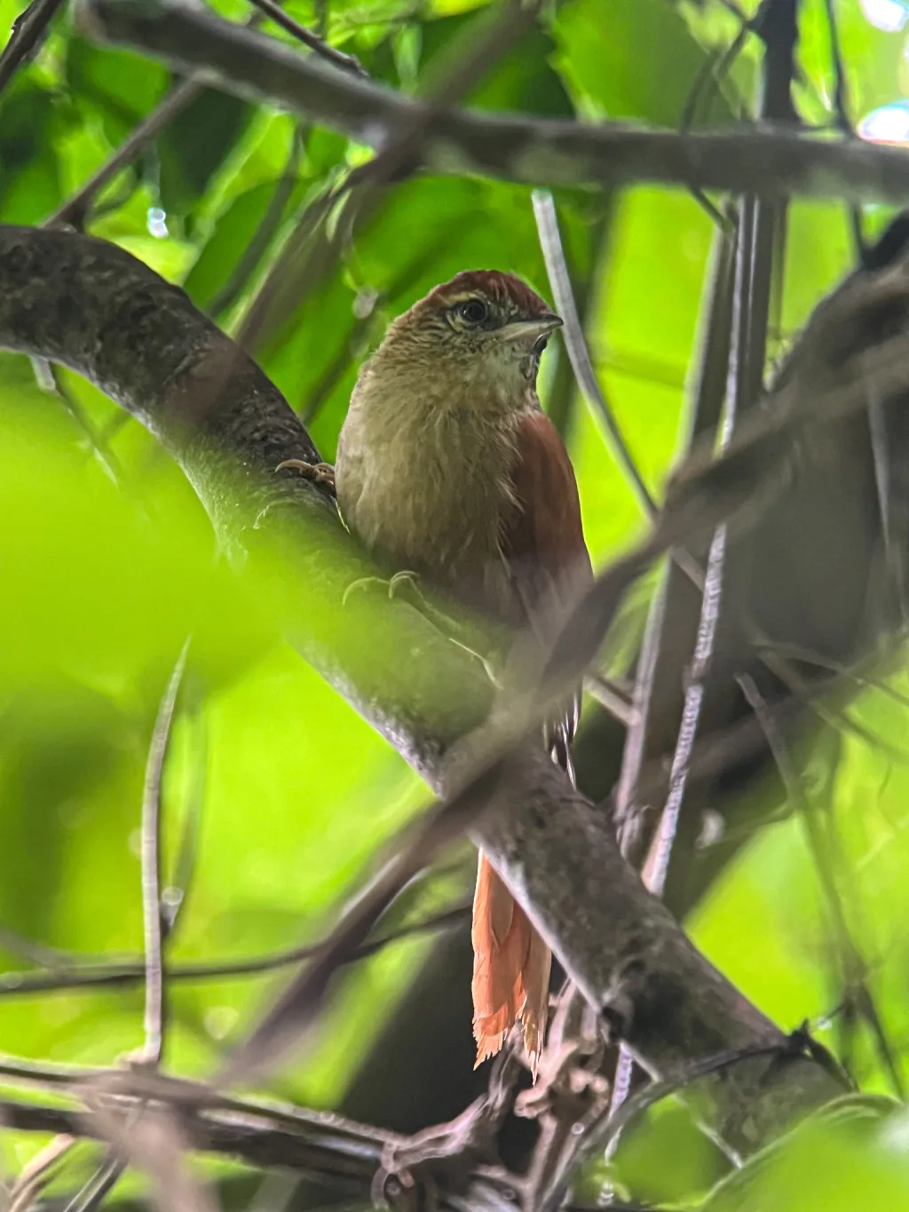 科岛针尾雀(Cranioleuca dissita)