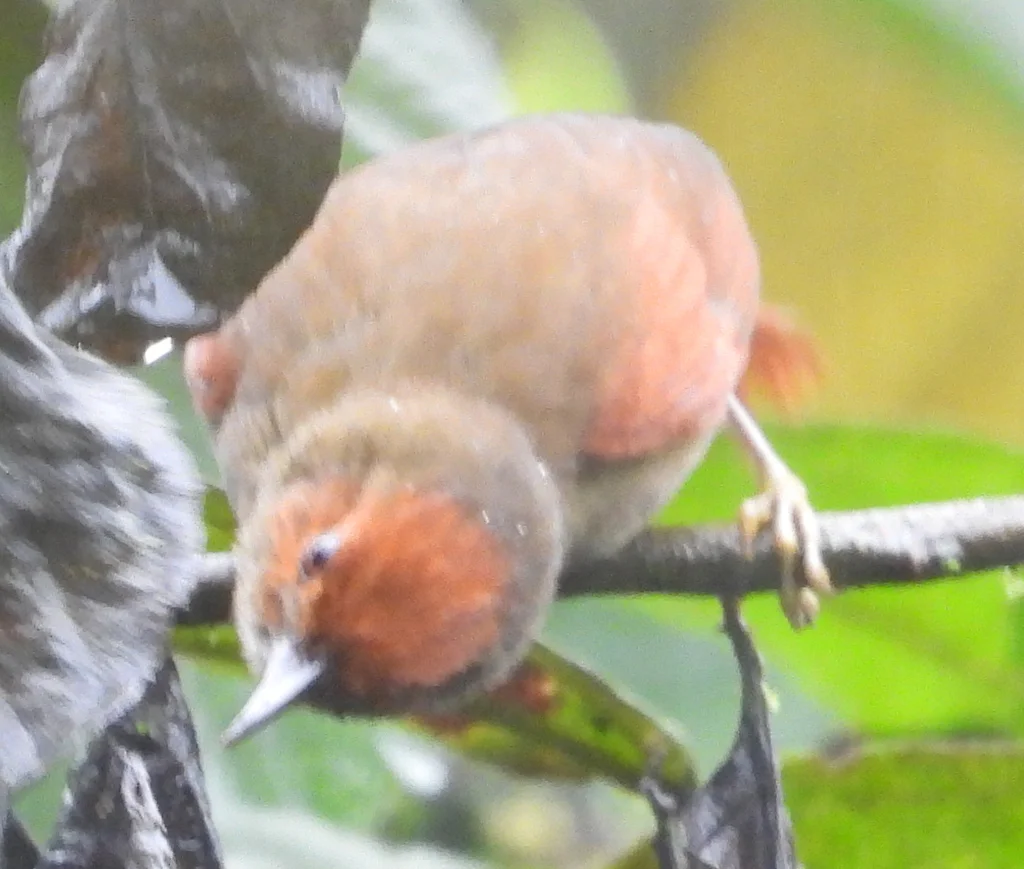 红脸针尾雀(Cranioleuca erythrops)