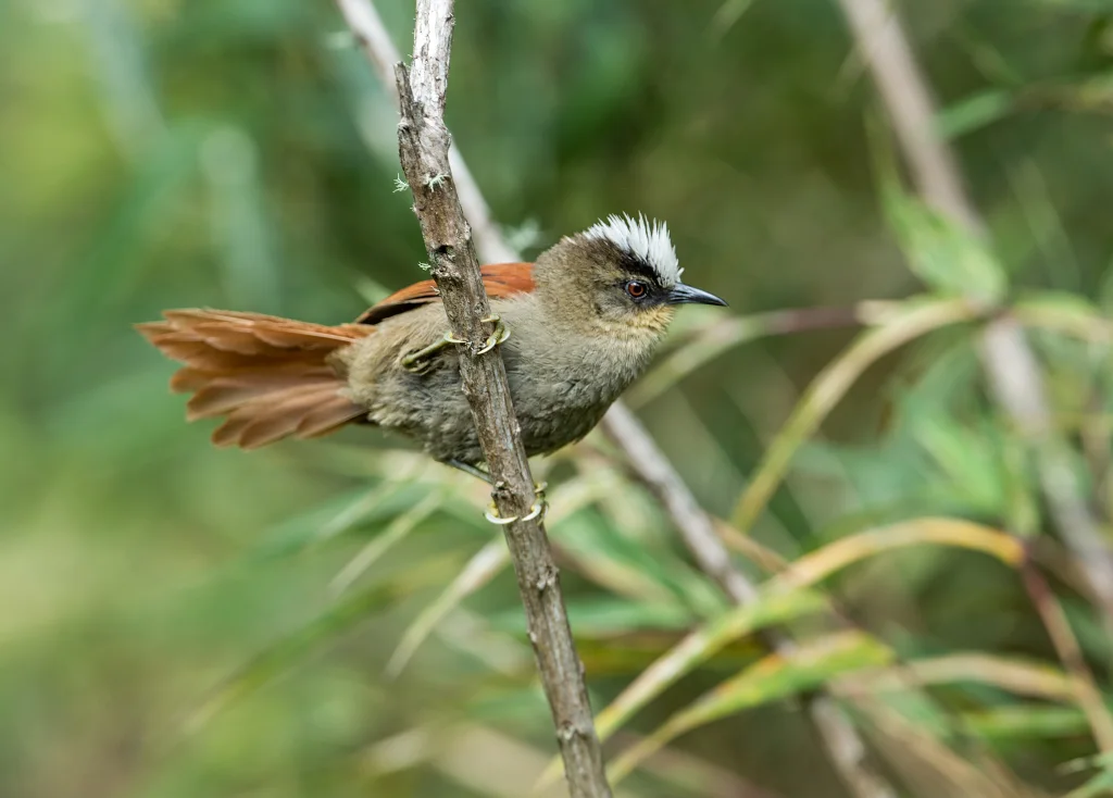 秘鲁针尾雀(Cranioleuca marcapatae)