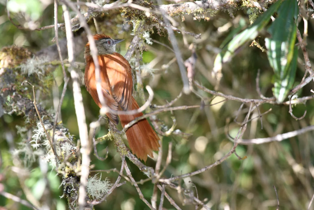 秘鲁针尾雀(Cranioleuca marcapatae)