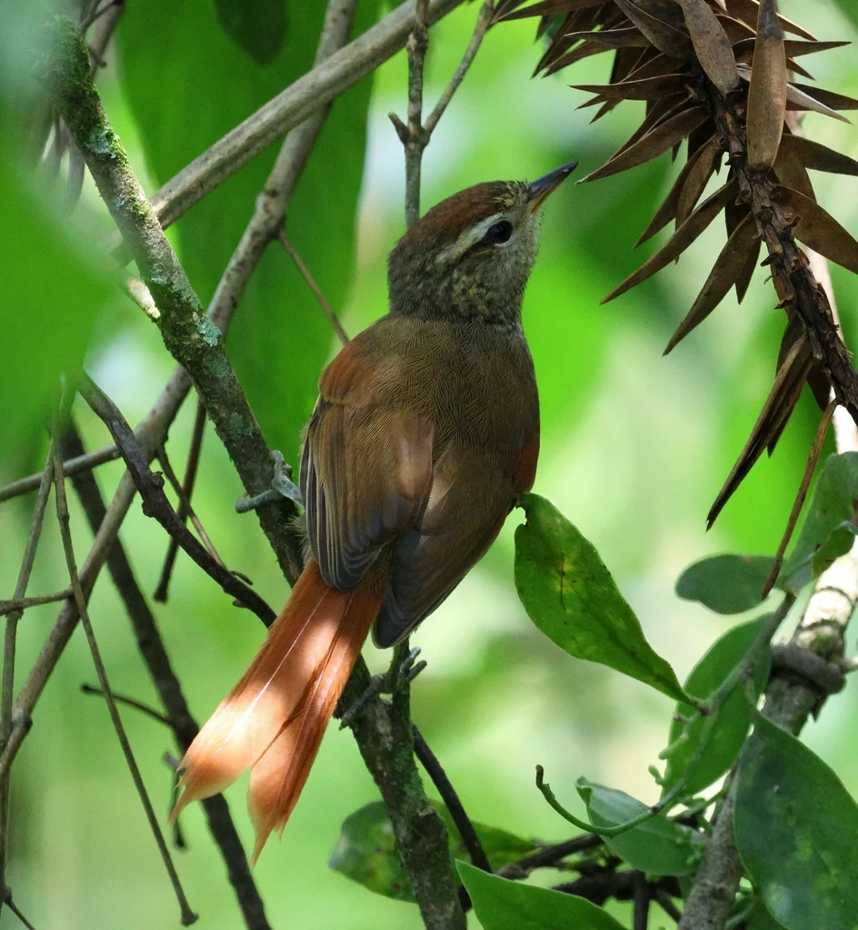 淡色针尾雀（Cranioleuca pallida）