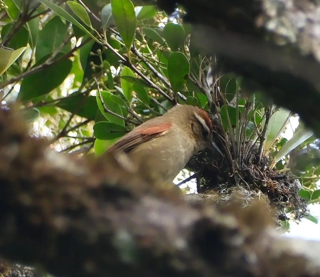 淡色针尾雀（Cranioleuca pallida）