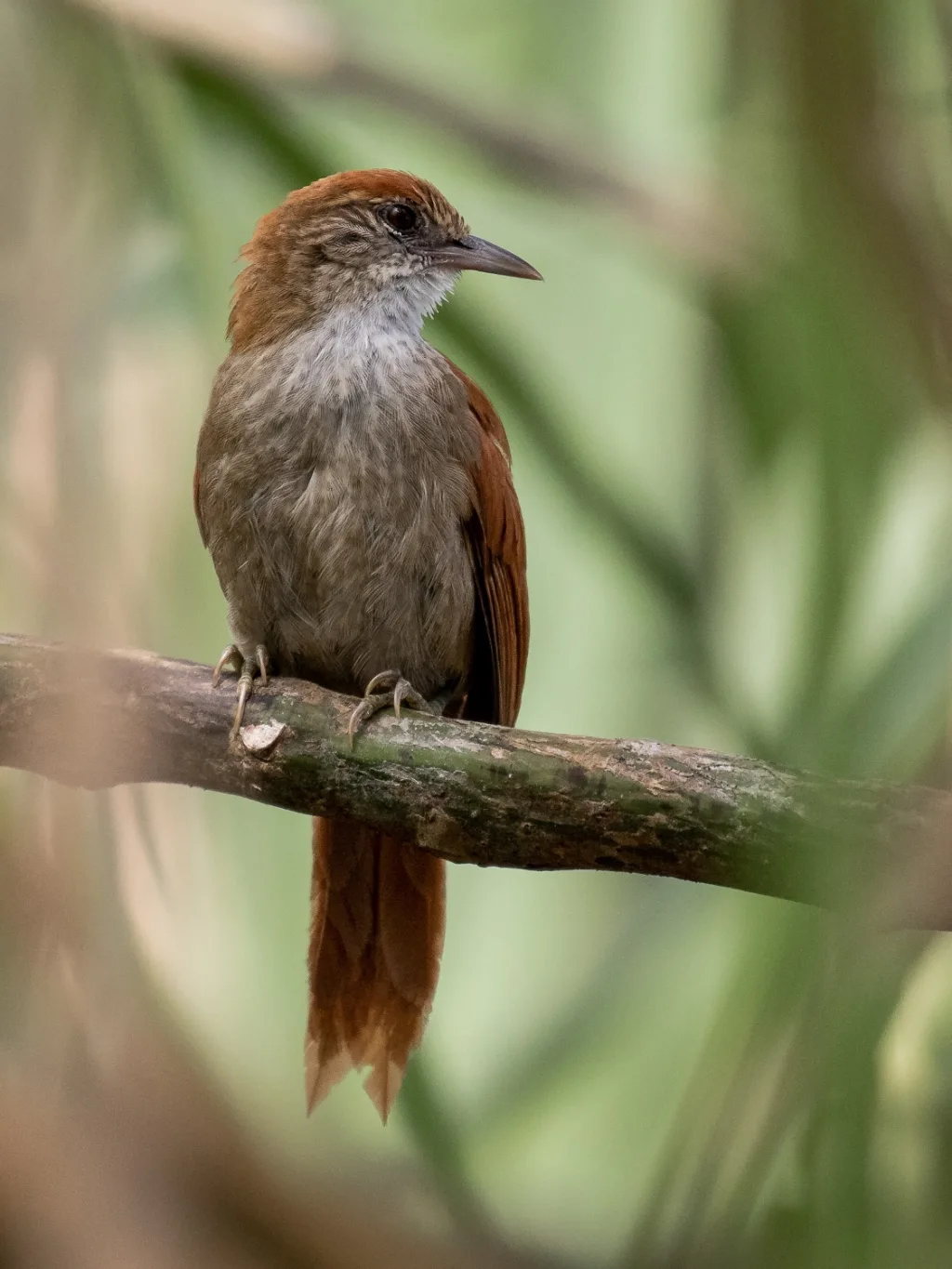 帕氏针尾雀(Cranioleuca vulpecula)