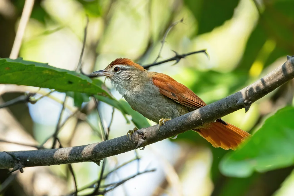 锈背针尾雀(Cranioleuca vulpina)