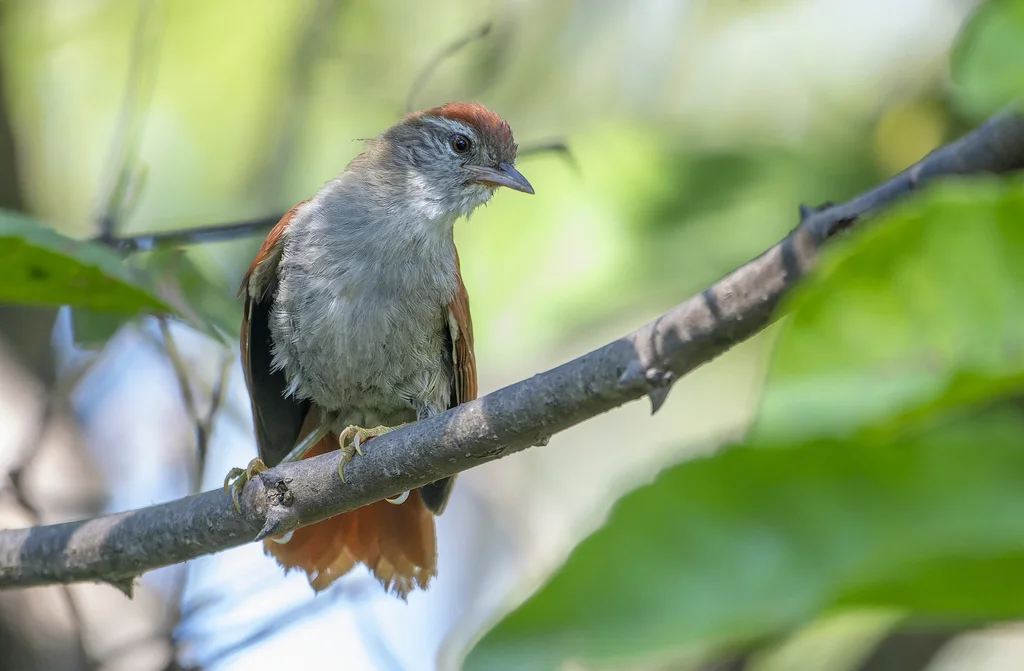 锈背针尾雀(Cranioleuca vulpina)