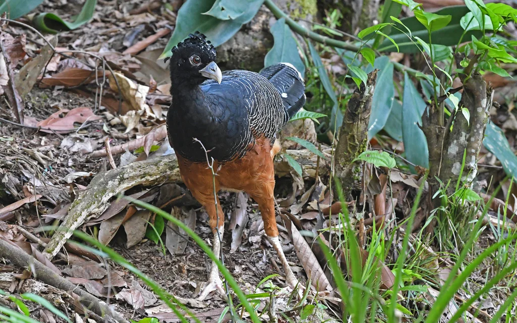 蓝嘴凤冠雉(Crax alberti)