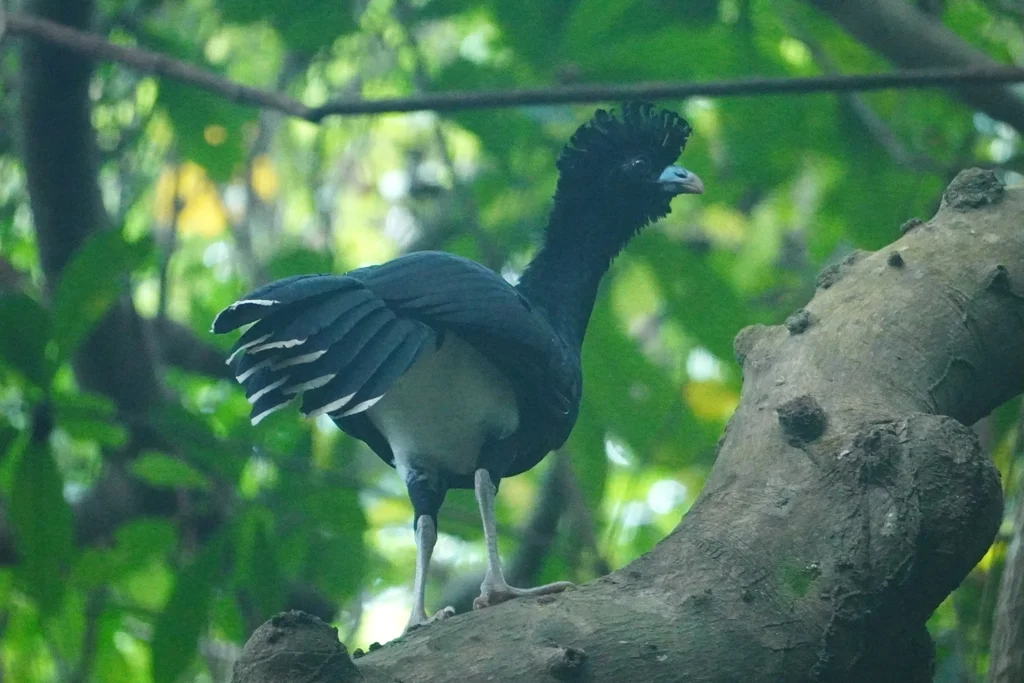蓝嘴凤冠雉(Crax alberti)