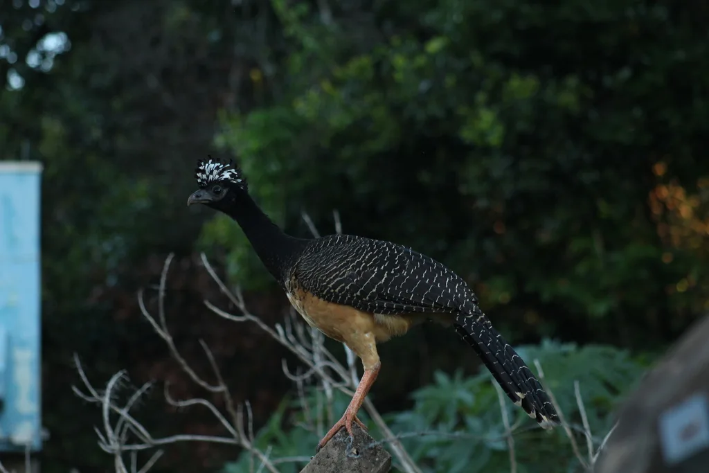 裸脸凤冠雉(Crax fasciolata)