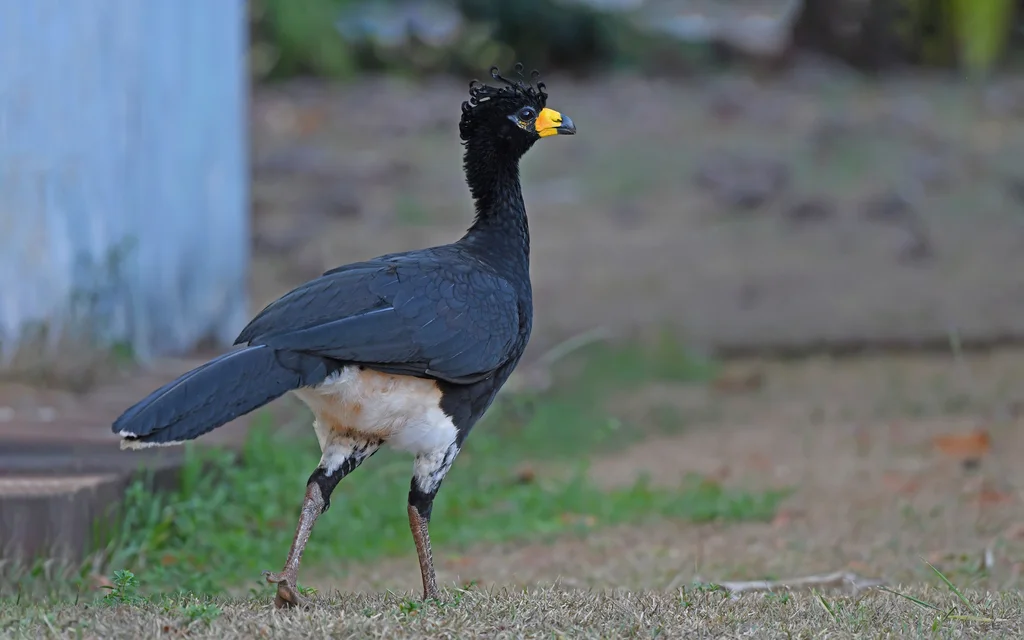 裸脸凤冠雉(Crax fasciolata)