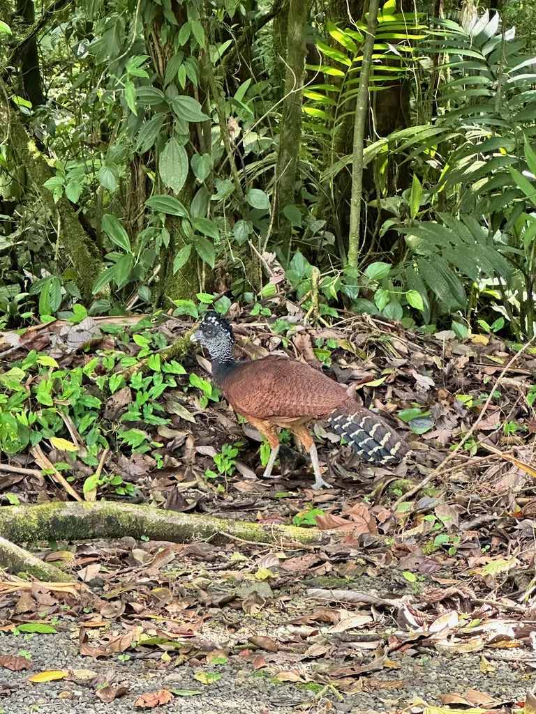 大凤冠雉(Crax rubra)