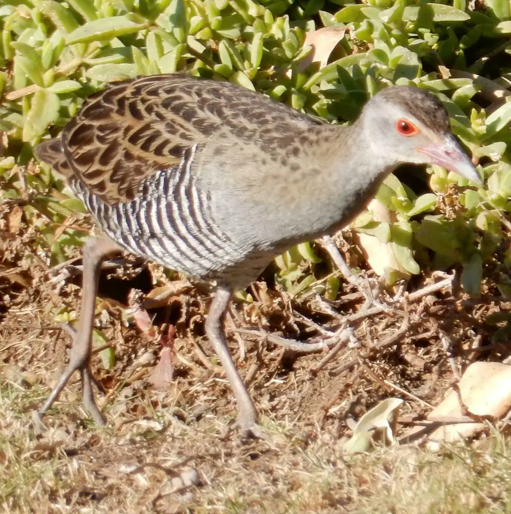 非洲秧鸡(Crecopsis egregia)