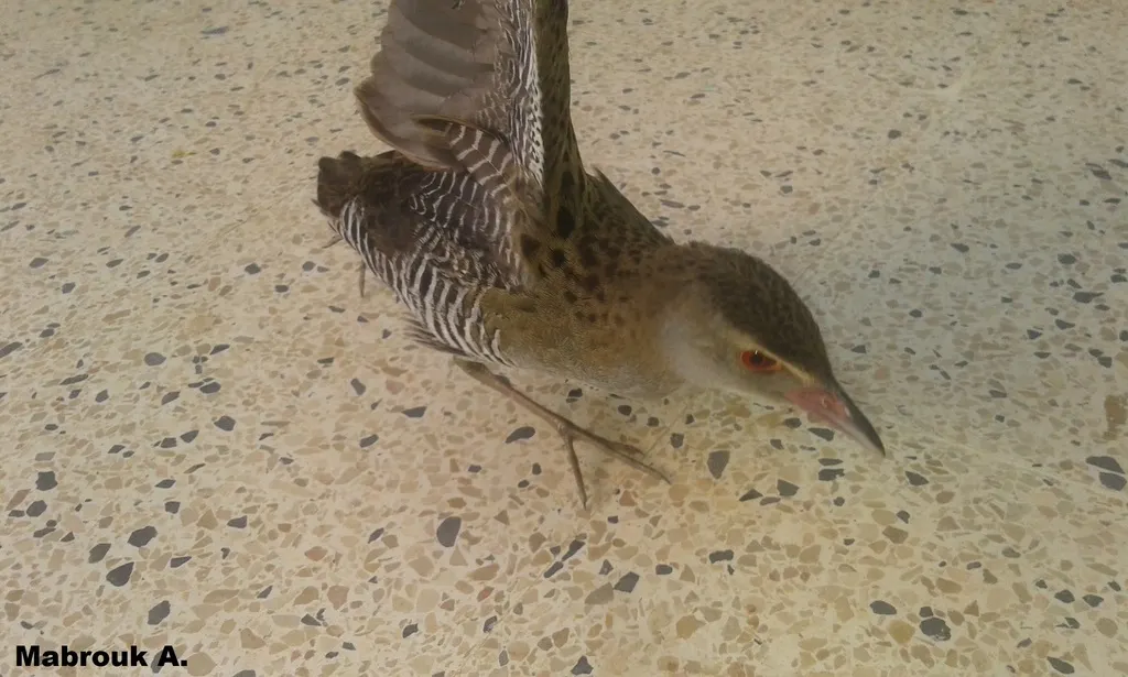 非洲秧鸡(Crecopsis egregia)