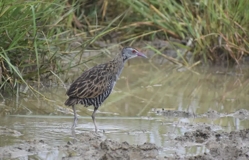 非洲秧鸡(Crecopsis egregia)