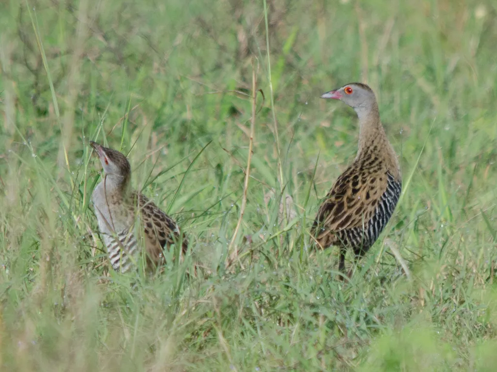 非洲秧鸡(Crecopsis egregia)