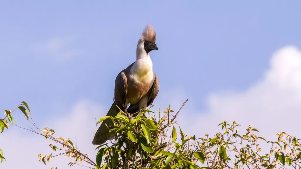 棕脸灰蕉鹃(Crinifer personatus)