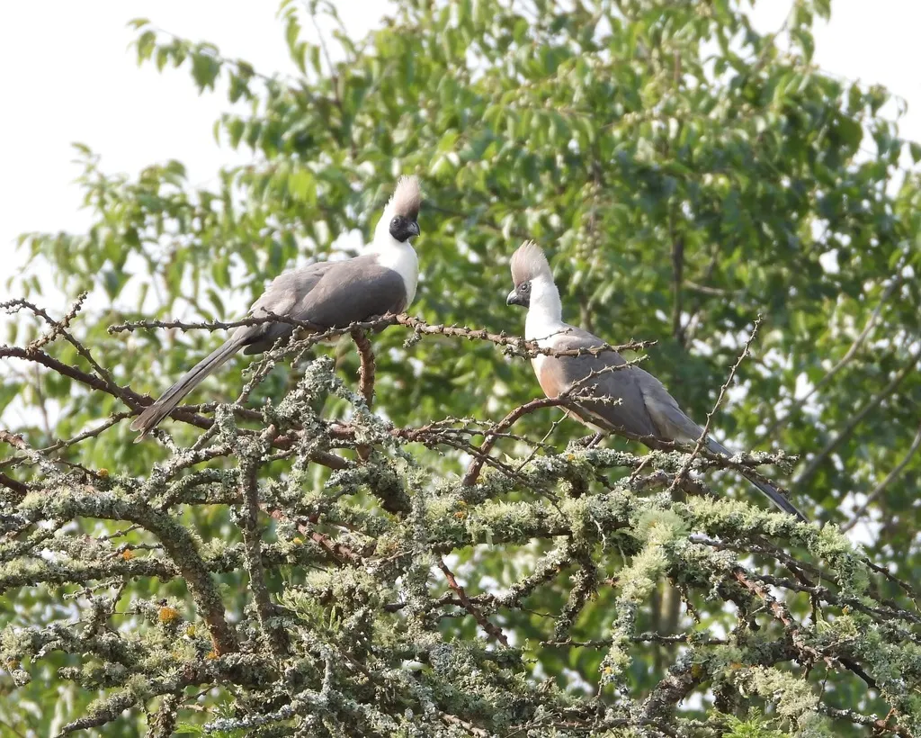 棕脸灰蕉鹃(Crinifer personatus)