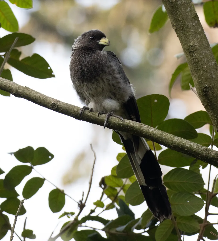 东非灰蕉鹃(Crinifer zonurus)