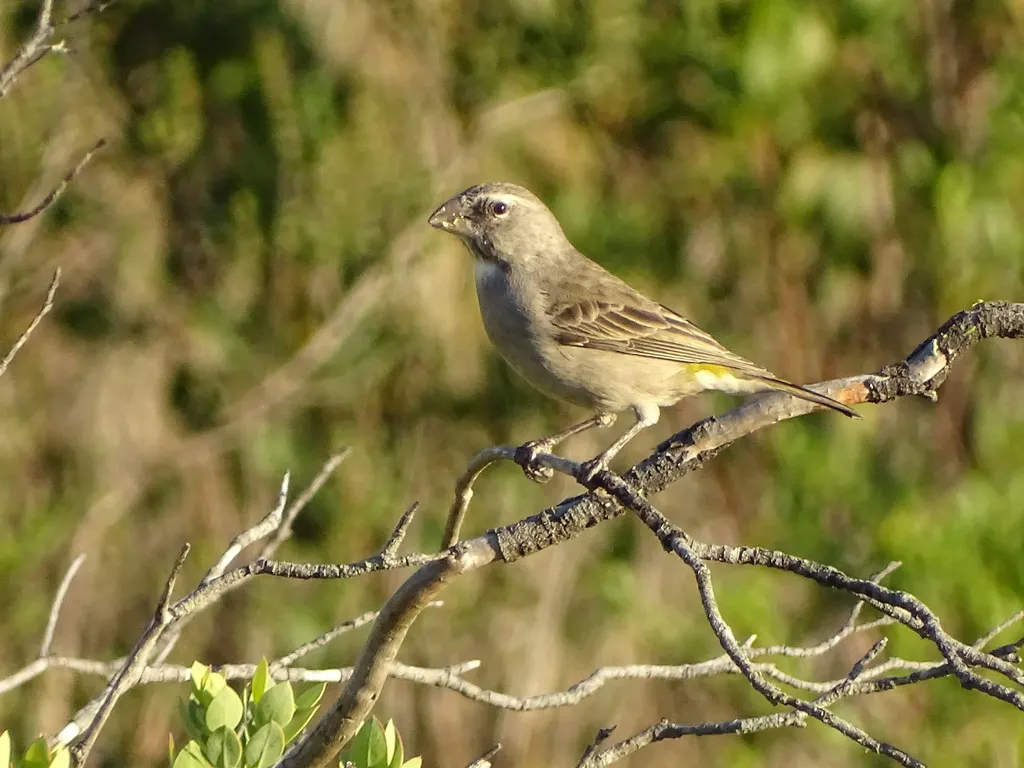 白喉丝雀(Crithagra albogularis)
