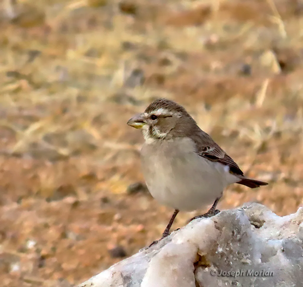 白喉丝雀(Crithagra albogularis)