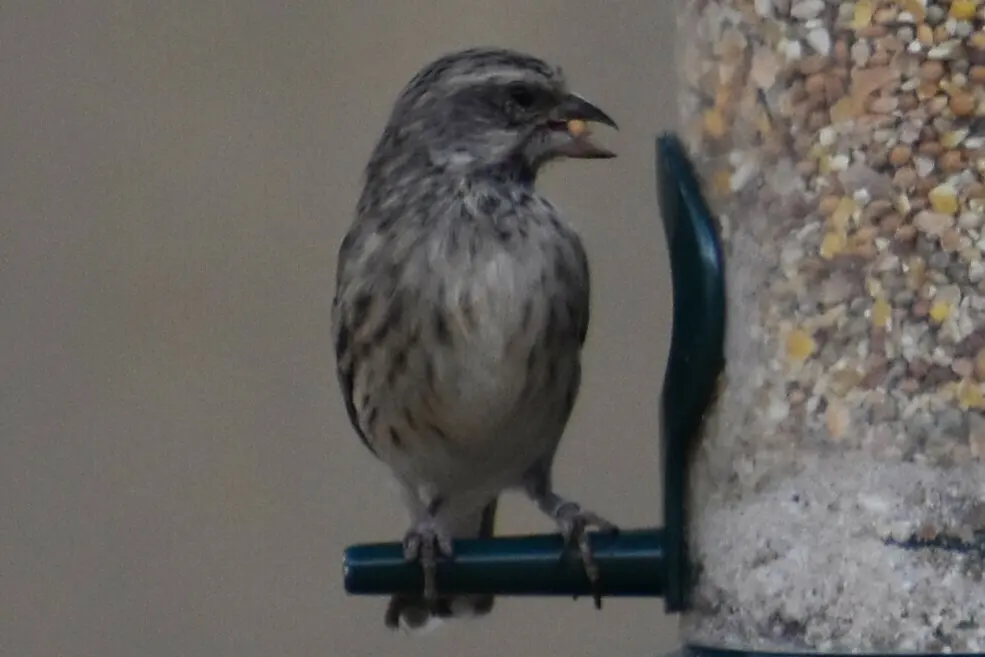 黑喉丝雀(Crithagra atrogularis)